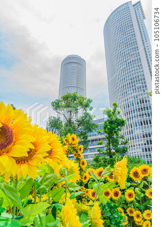 Dai Nagoya Building, sunflower garden in the city center <Nagoya City, Aichi Prefecture> Dai Nagoya Building, sunflower garden in the city center <Nagoya City, Aichi Prefecture> 105106734