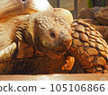Up close up of tortoise turtle 105106866