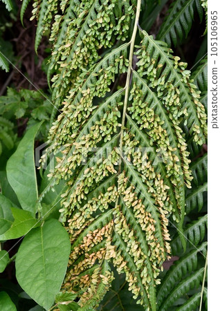 Honeycomer bear 105106965