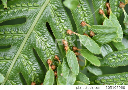 Honeycomer bear Honeycomer bear 105106968