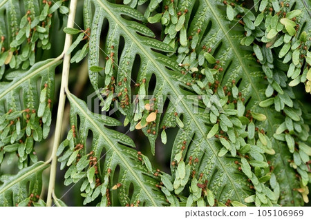 Honeycomer bear Honeycomer bear 105106969