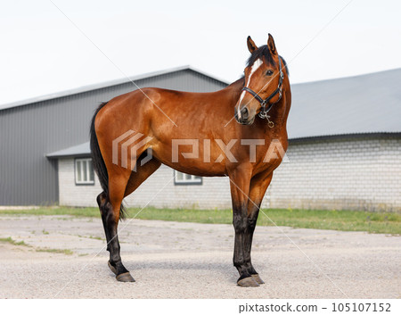 full length portrait of a young red horse full length portrait of a young red horse 105107152