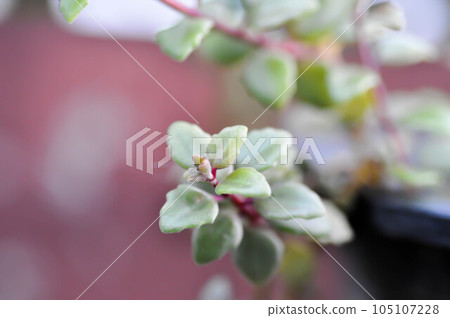 Miniature Peperomia or Pilea depressa Miniature Peperomia or Pilea depressa 105107228