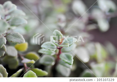 Miniature Peperomia or Pilea depressa Miniature Peperomia or Pilea depressa 105107229