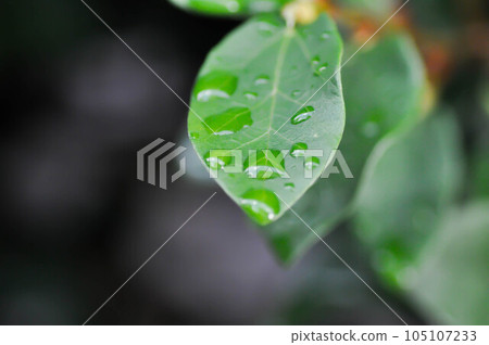ficus pumila or climbing fig or MORACEAE and dew drop or rain drop 105107233