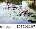 Water lilies in a pond 105108197