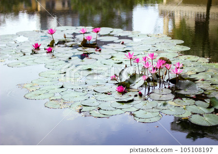 Water lilies in a pond 105108197