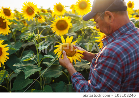 Farmer standing in sunflower field, looking at sunflower seeds. Harvesting, organic farming concept 105108240