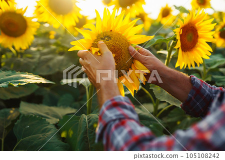Farmer in the sunflower field. Farmer's hand touches blooming sunflower. Business, harvesting. 105108242