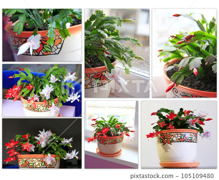 Collage of images of buds and flowers of Schlumbergera red and white flowers Collage of images of buds and flowers of Schlumbergera red and white flowers 105109480