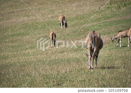 Several Eland antelopes feeding on the savannah Several Eland antelopes feeding on the savannah 105109708