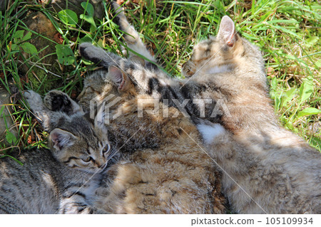 Family of cats is asleep. Gray cats sleep next to each other on green grass 105109934