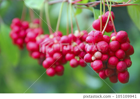 Crop of useful plant. Red schisandra hang in row on green branch 105109941