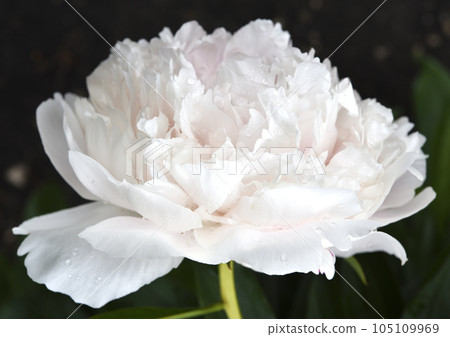 Large flowers of peonies in close-up. Light pink peony flowers. Large flowers of peonies in close-up. Light pink peony flowers. 105109969