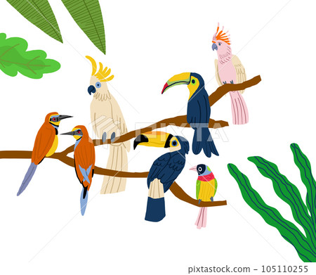 Different type of exotic birds. Vector flat cartoon graphic design illustration. Vector illustration 105110255