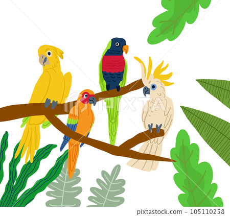 Different type of exotic birds. Vector flat cartoon graphic design illustration. Vector illustration 105110258