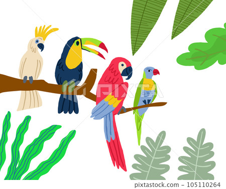 Different type of exotic birds. Vector flat cartoon graphic design illustration. Vector illustration 105110264