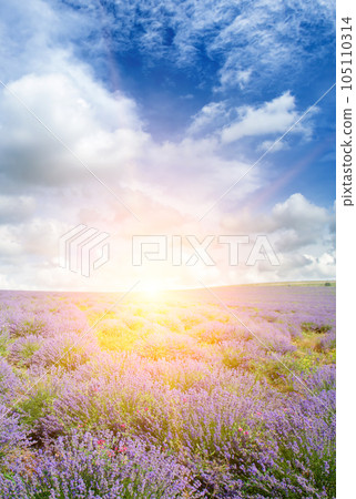 A blooming lavender field and a bright sunrise. Vertical photo. A blooming lavender field and a bright sunrise. Vertical photo. 105110314