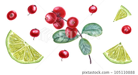 Watercolor botanical illustration of cowberries, lime slices. Composition isolated on white background. Set for the design of invitation, cards, greetings, package design, advertising posters 105110888