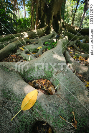 Exotic tree Ficus macrophylla Australian banyan fig tree trunk and buttress roots close up 105112070