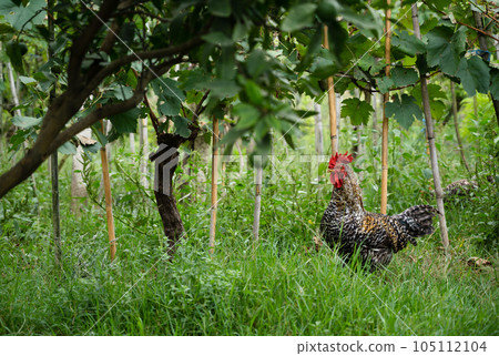 Plymouth Rock chickens. hen in the garden Plymouth Rock chickens. hen in the garden 105112104