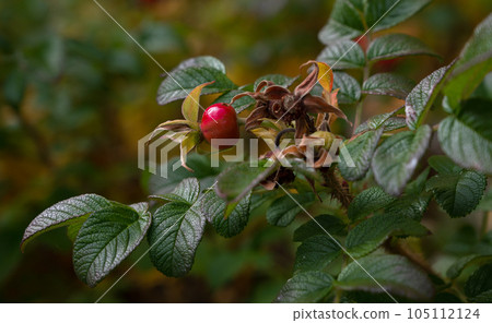 rosehip tree, rosehip gathering, rosehip fruit for herbal treatment, ripe rosehip fruit, rosehip tree, rosehip gathering, rosehip fruit for herbal treatment, ripe rosehip fruit, 105112124