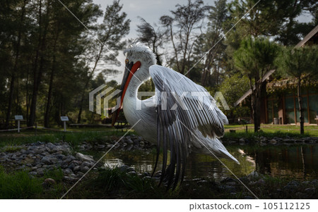 Divjake-Karavasta National Park in ALBANIA. Domesticated Wild Pelican Johny Divjake-Karavasta National Park in ALBANIA. Domesticated Wild Pelican Johny 105112125