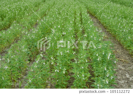 Sesame Flower Sesame Flower 105112272