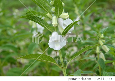Sesame Flower Sesame Flower 105112273