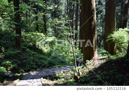 Haguroyama的雪松樹 105112516