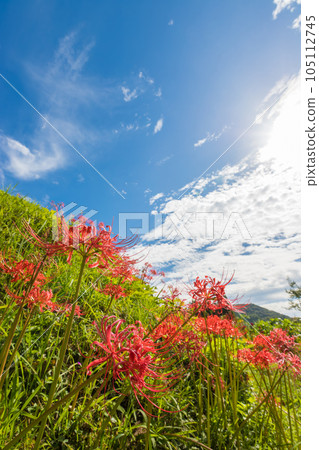 Cluster amaryllis in rice terraces of Eriyama (Ogi City, Saga Prefecture) [September] 105112745