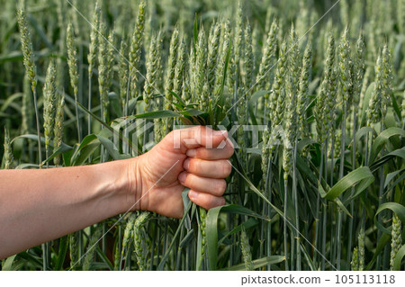 Hand farmer is touching ears of wheat on field in sun, inspecting her harvest. Agricultural business. 105113118