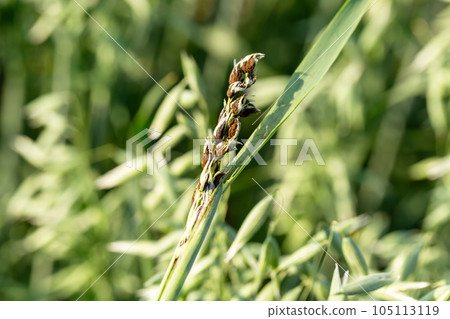 Loose Smut disease signs on oat close-up 105113119