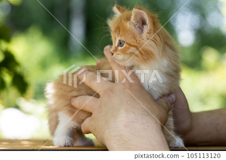 small beautiful red kitten in male hands. Care concept small beautiful red kitten in male hands. Care concept 105113120