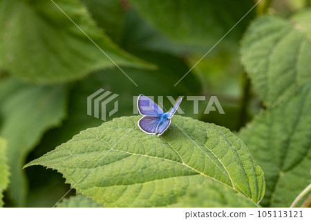 Beautiful (Lycaenidae) Blue Butterfly close up in the garden  105113121