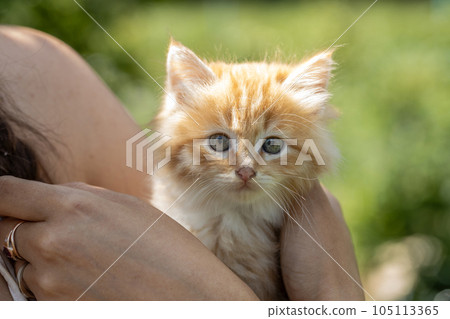 small pretty red-headed kitten on the woman chest. Care concept 105113365