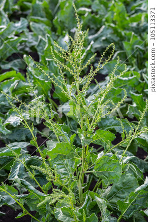 inflorescence of sugar beet close up in the field inflorescence of sugar beet close up in the field 105113371