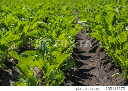 Close-up of young sugar beet plants in converging long rows. Agricultural field. Close-up of young sugar beet plants in converging long rows. Agricultural field. 105113375