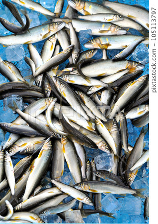 I caught a lot of young sweetfish in early summer 105113797