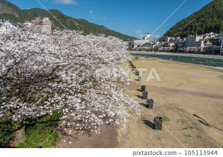 [Cherry Blossoms in Gero Onsen] Yoshino Cherry Trees Along the Hida River Blooming with the Hot Spring Town in the Background 105113944