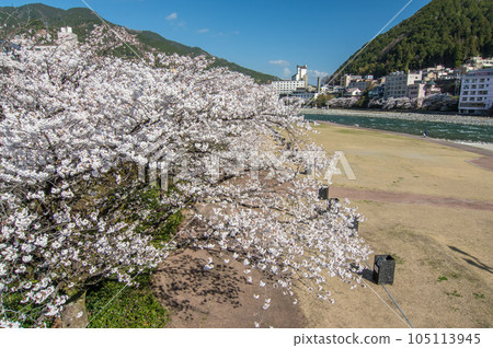 [Cherry Blossoms in Gero Onsen] Yoshino Cherry Trees Along the Hida River Blooming with the Hot Spring Town in the Background 105113945