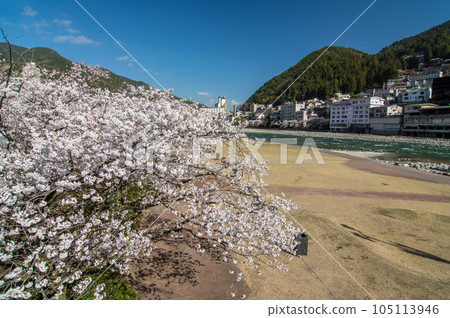 [Cherry Blossoms in Gero Onsen] Yoshino Cherry Trees Along the Hida River Blooming with the Hot Spring Town in the Background 105113946