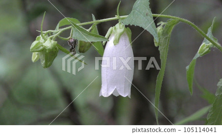 White bellflower flower 105114041