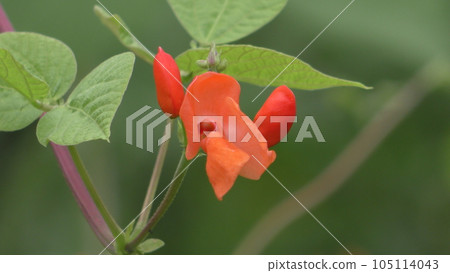 dogwood flower 105114043
