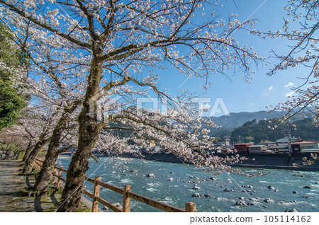 春天的下呂【飛驒川沿岸櫻花盛開】 105114162
