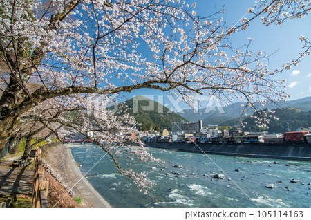 春天的下呂【飛驒川沿岸櫻花盛開】 105114163