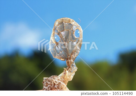 Blue sky and snake shell 105114490