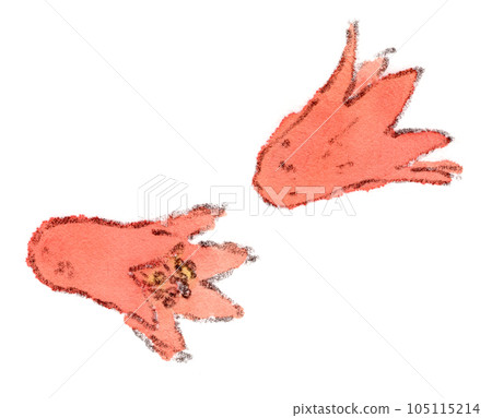 Watercolor illustration of pomegranate (pomegranate) flower calyx like octopus wiener fallen on the roadside, plant from May to June 105115214