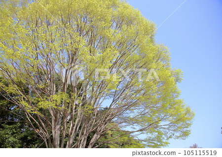 日本櫸樹幼葉 105115519