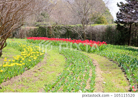 鬱金香花園 105115520
